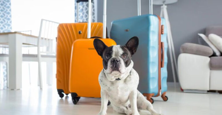 Take Them Or Leave Them—10 Things To Consider When Deciding Whether To Take Pets Along On Vacation