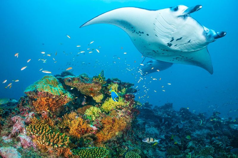 Scuba Diving in the Maldives