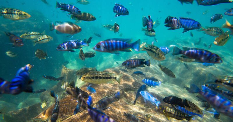 Malawi Lake Protection
