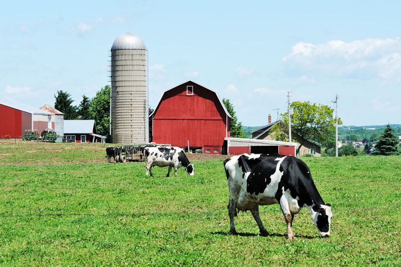 Wisconsin Cheese and Charm