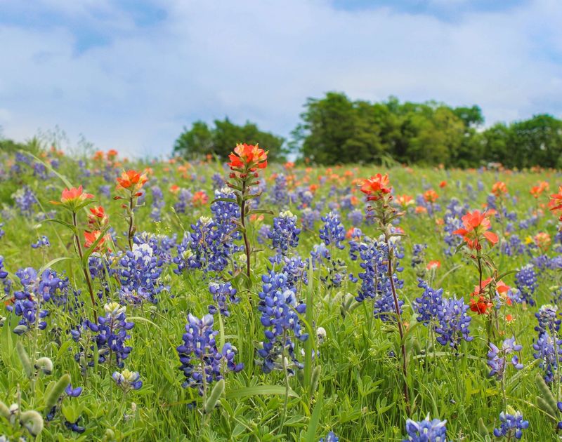 Texas Wildflower Festival
