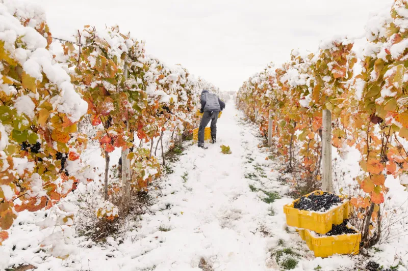 Leelanau Peninsula Ice Wine Adventure