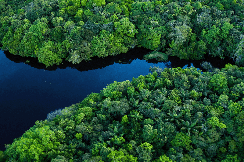 Amazon Rainforest, South America