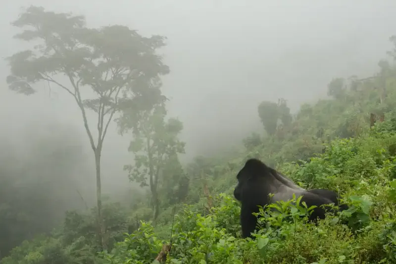 Rwanda's Misty Virunga Mountains