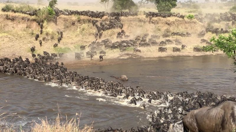 The Serengeti Migration
