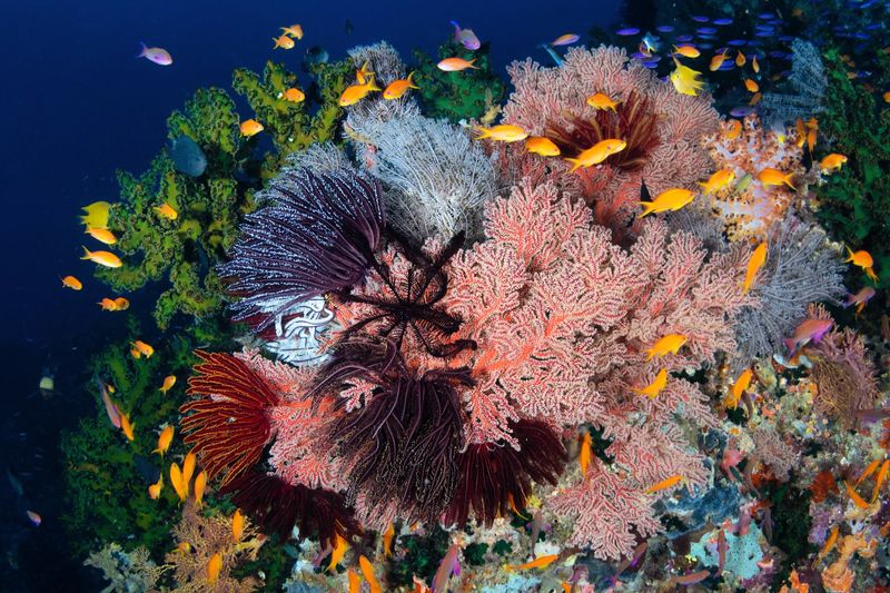 The Great Barrier Reef