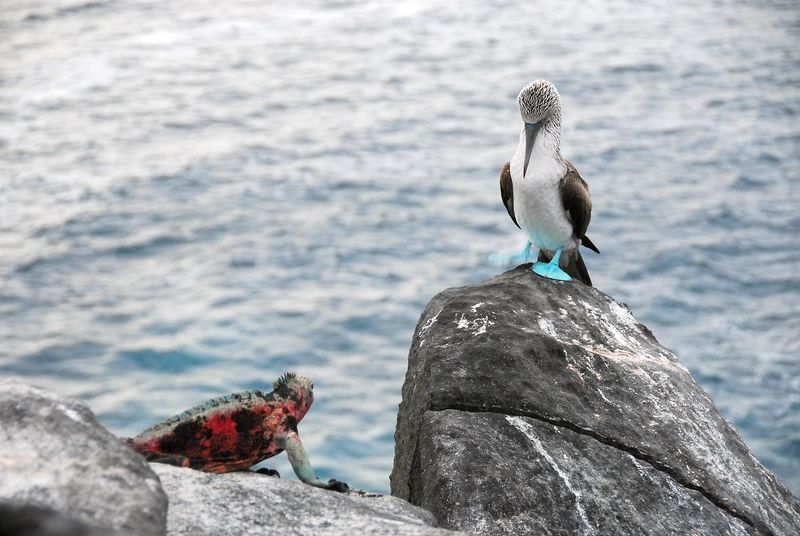 The Galápagos Islands