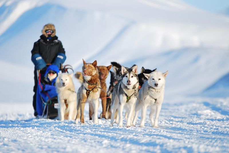 Dog Sledding In Svalbard, Norway