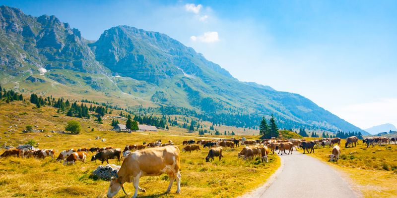 The Alpine Dairy Road of Friuli