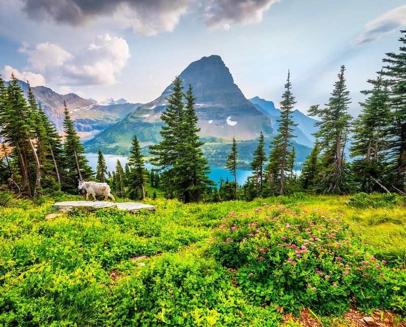 The Natural Splendor of Glacier National Park, Montana