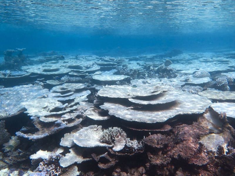 Palau: Coral Paradise Going Under