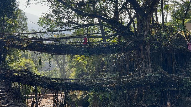 The Living Root Bridges of Meghalaya, India
