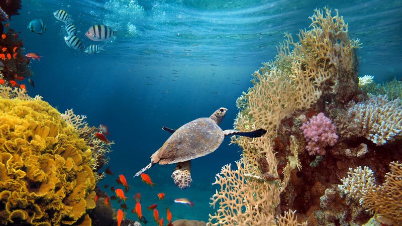 Caye Caulker: Belize's Laid-Back Island Paradise