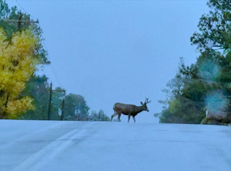 Watch for Wildlife on and off the Road