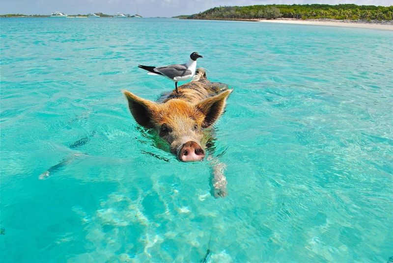 Pig Beach, Exuma, Bahamas