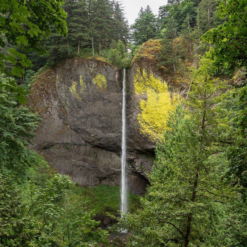 Latourell Falls - Green Lichen Contrast