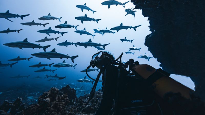 Fakarava Diving, Tahiti