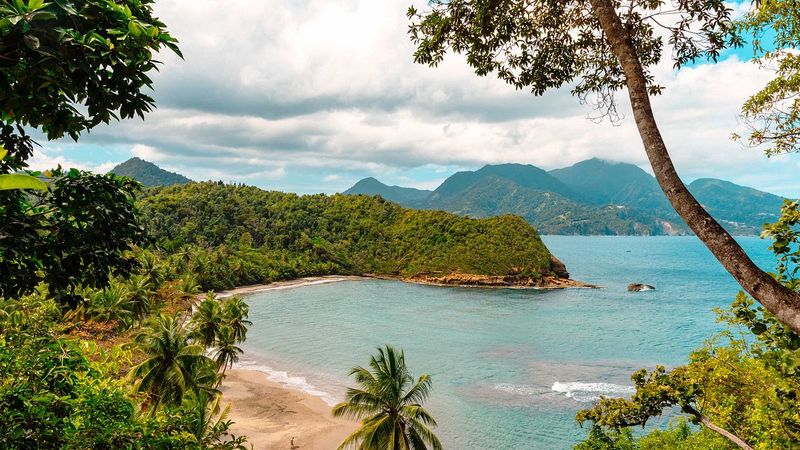 Mosquito Swarms in Dominica (Hidden Hassle)