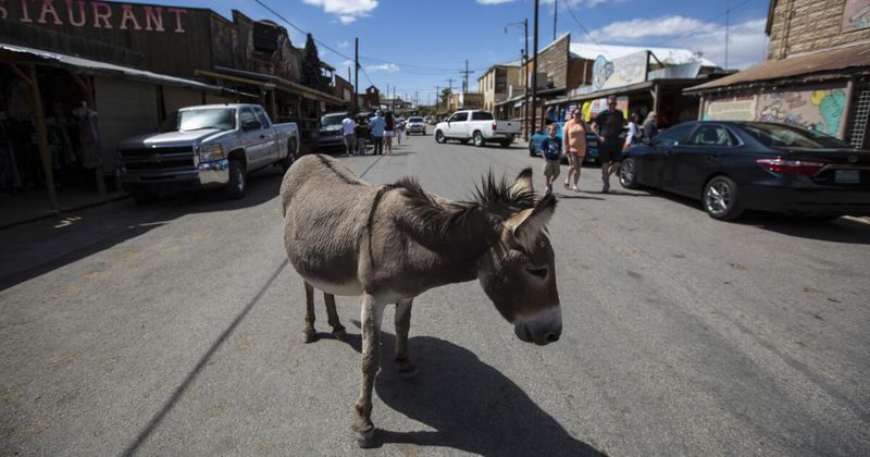 Oatman's Wild Burros
