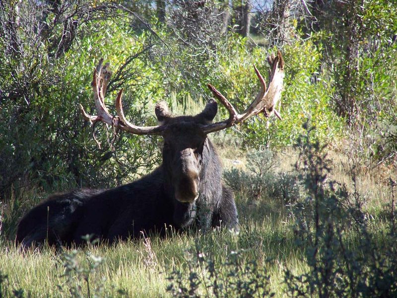 Spectacular Wildlife Viewing Opportunities