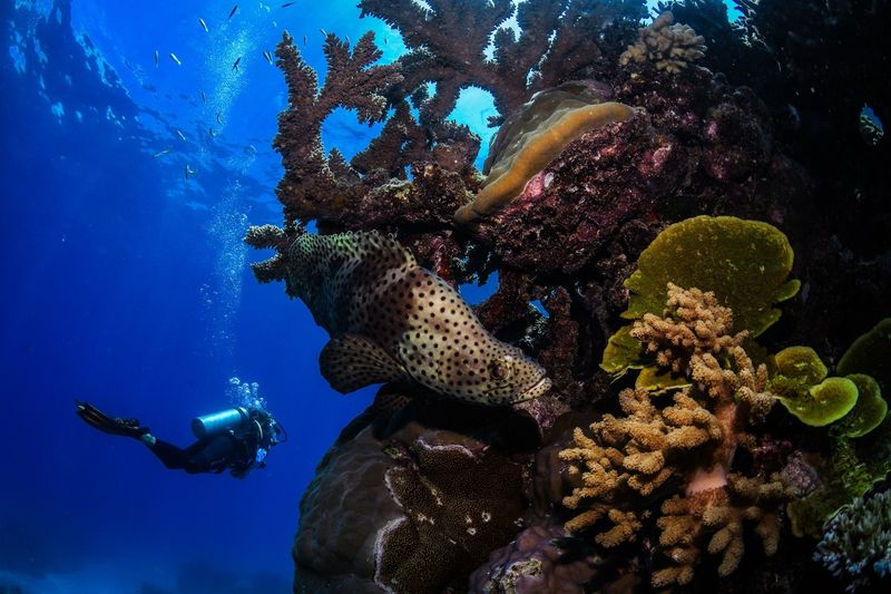 Diving the Great Barrier Reef