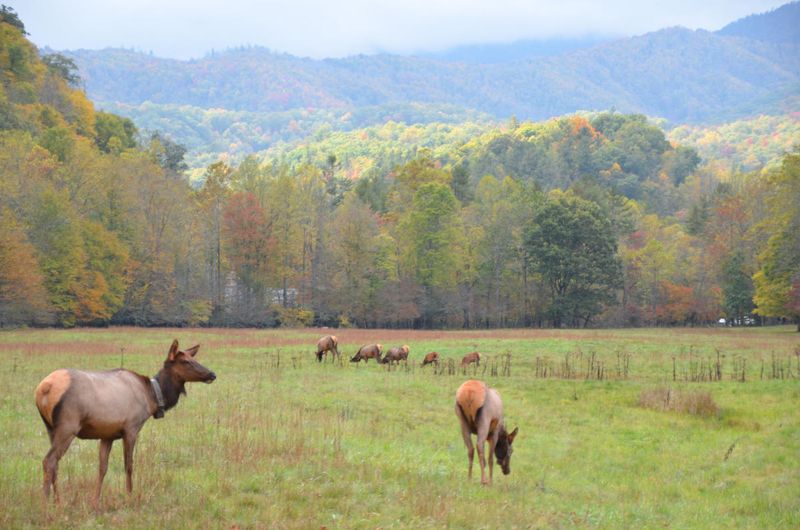Cataloochee - Valley of the Elk