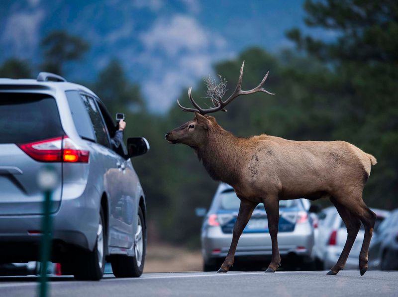 Estes Park: Elk-Jammed Gateway Town (Skip This One)