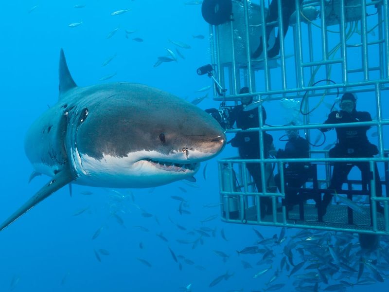 Great White Shark Diving, South Africa
