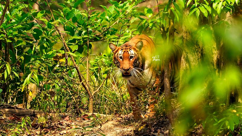 Bardia National Park, Nepal