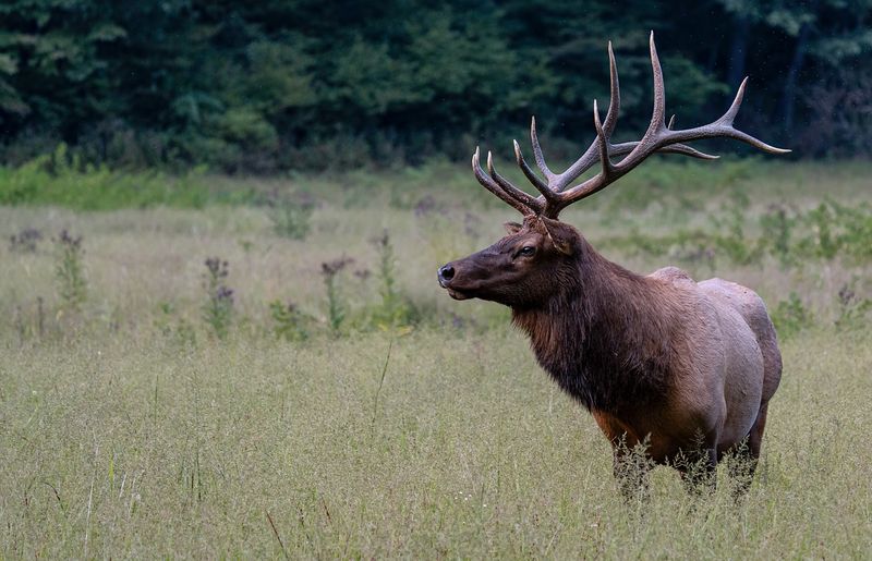 Photograph Wildlife at Cataloochee Valley