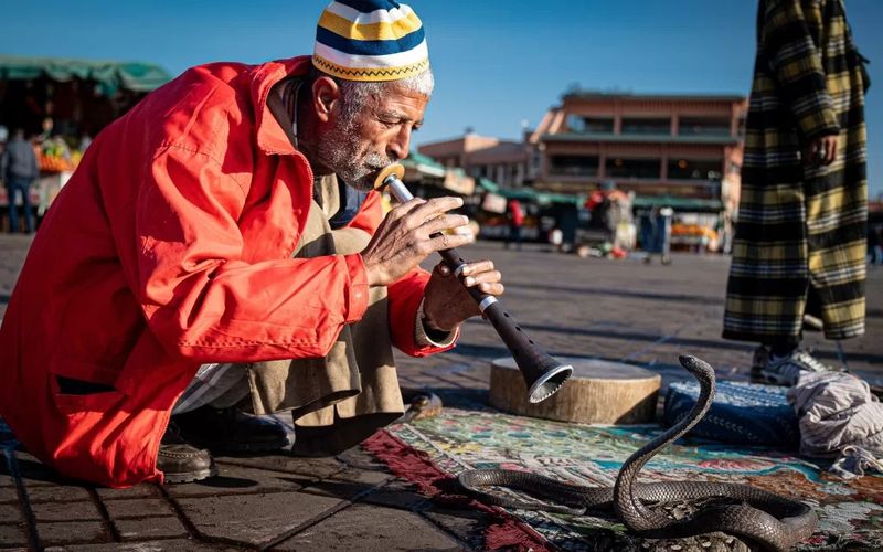 Photo Animal Hustle – Marrakech