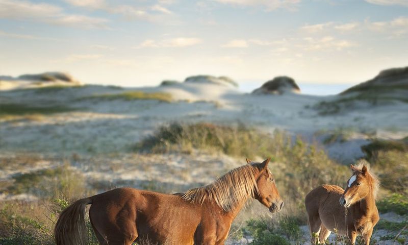 Ocracoke Island, North Carolina