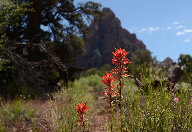 Zion National Park