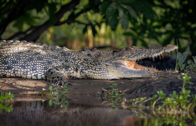 Sleeping Beside Crocodiles In The Northern Territory