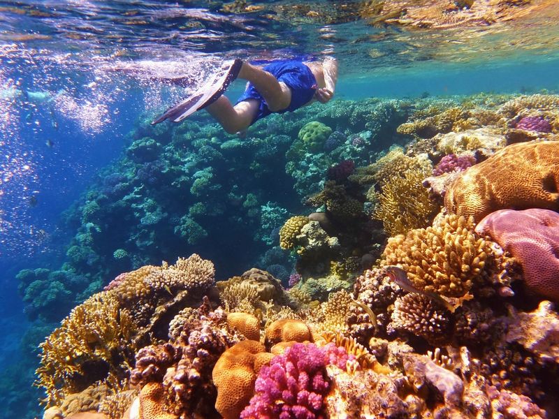 Snorkeling in the Great Barrier Reef
