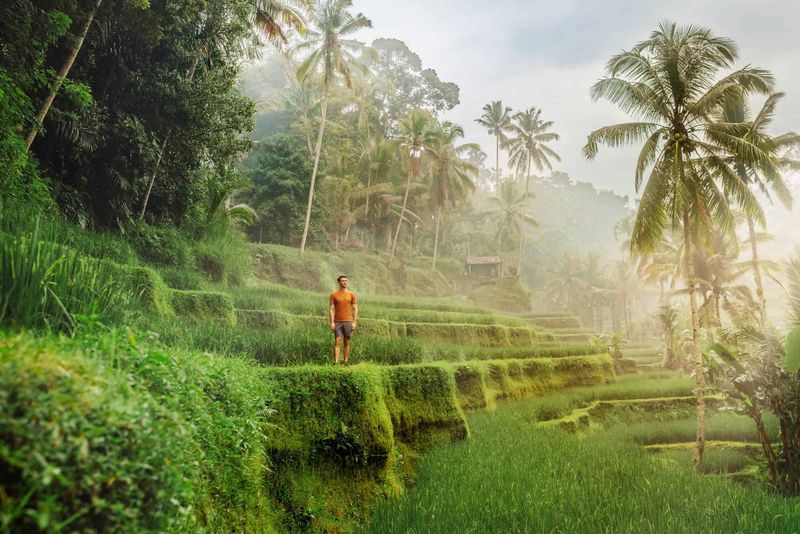 Ubud's Rice Terraces
