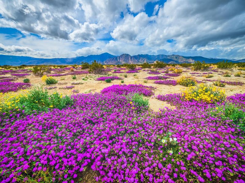Anza-Borrego Desert State Park, California