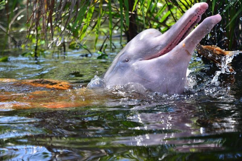 Amazon River Magic