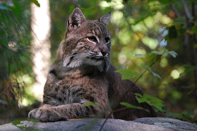 Virginia – George Washington And Jefferson National Forests