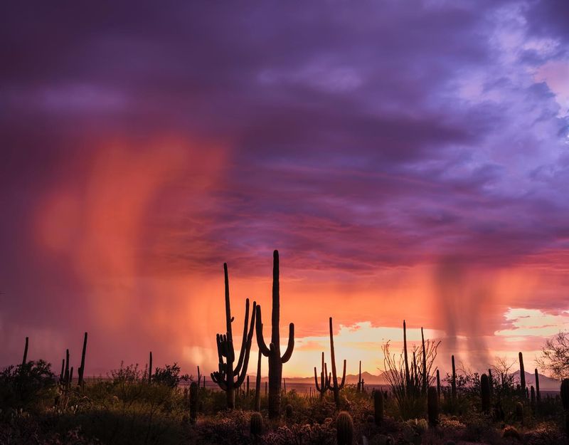 Arizona's Desert Magic