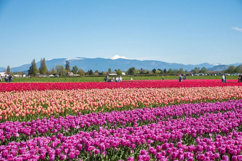 Washington State's Tulip Festival