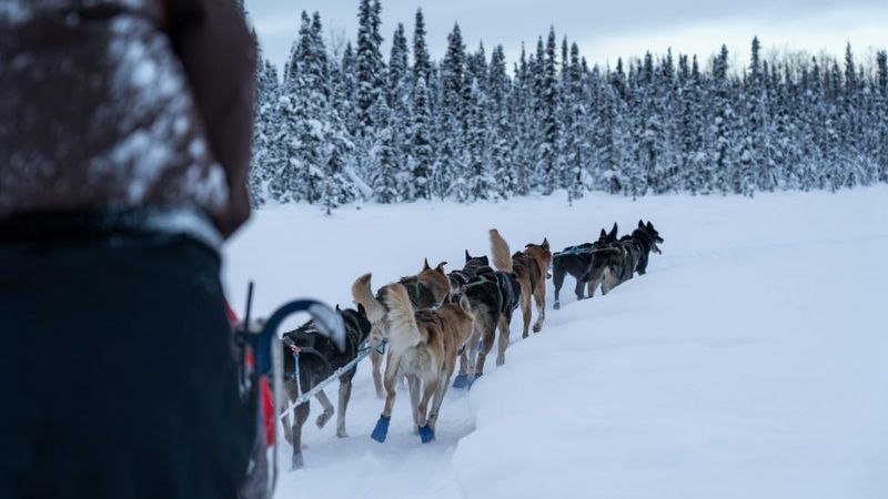 Multi-Day Dog Sledding In Arctic Norway