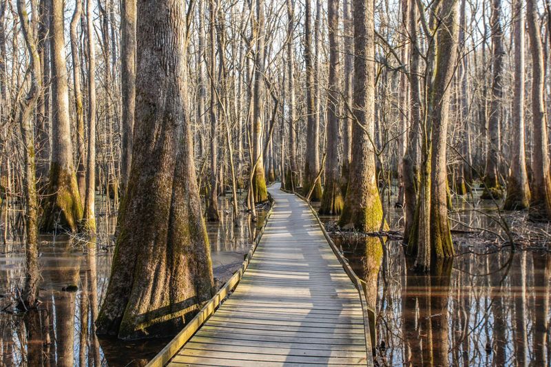 Congaree National Park Instead of Great Smoky Mountains