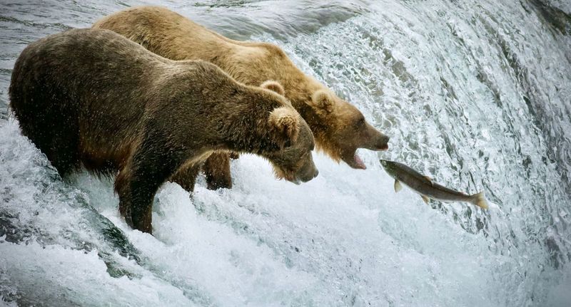 Spot Grizzlies Fishing for Salmon in Alaska, USA