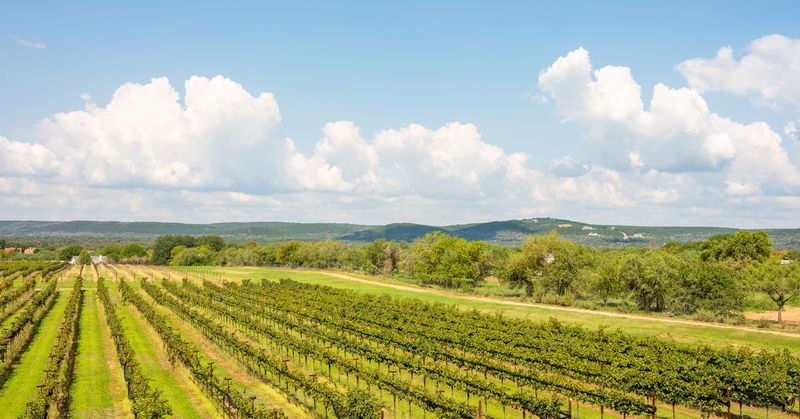 Texas Hill Country Barbecue and Wine Trail
