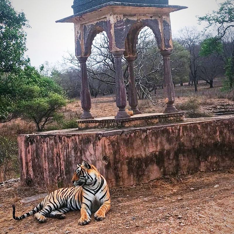 Track Royal Bengal Tigers in Ranthambore, India