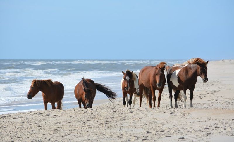 Chincoteague, Virginia: Wild Ponies and Wallet-Friendly Shores