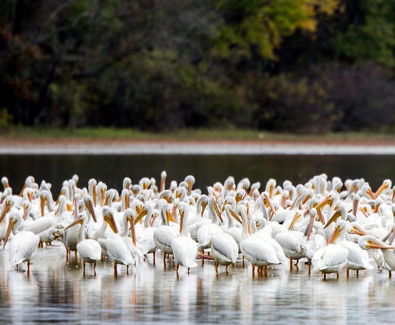 Alabama, Wheeler National Wildlife Refuge
