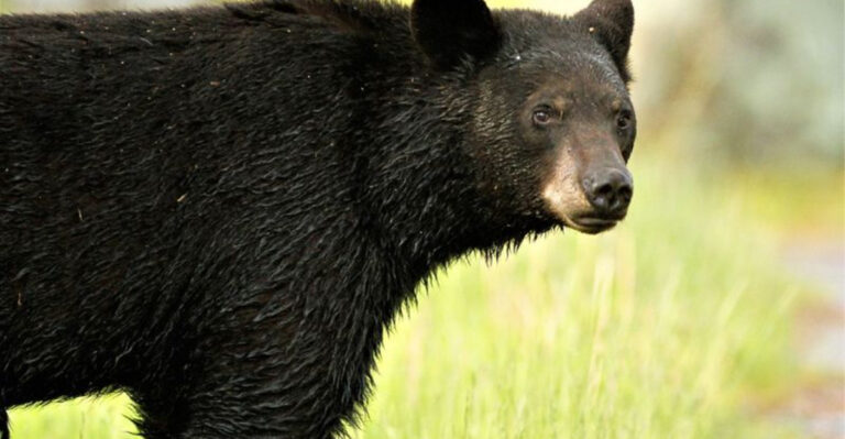 Where To See Incredible Wildlife In Each State
