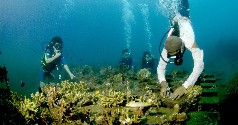 Coral Restoration in Indonesia